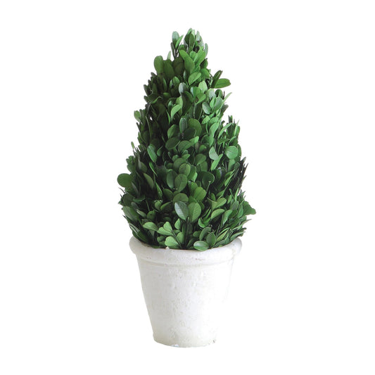 Preserved Boxwood Cone Topiary in Pot - Royalties